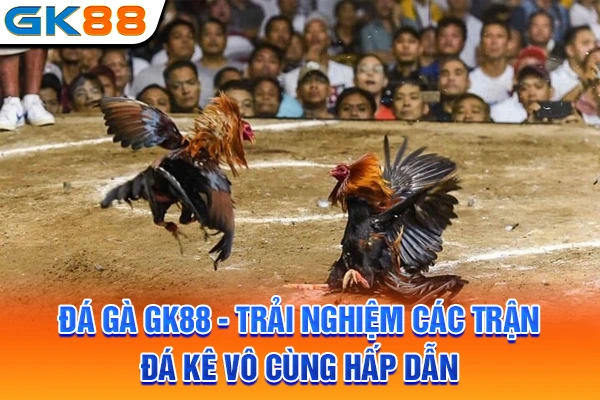 Đá Gà GK88 - Trải Nghiệm Các Trận Đá Kê Vô Cùng Hấp Dẫn